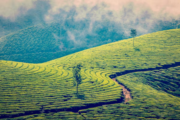 munnar 3